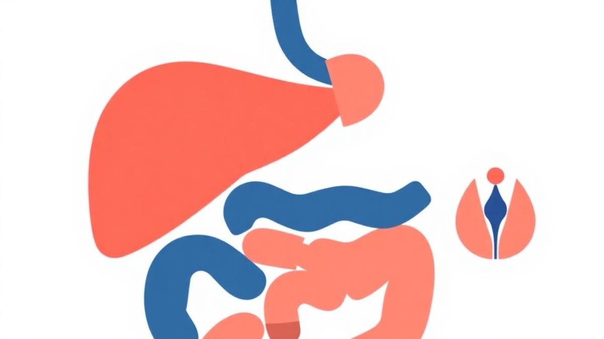 Illustration of the digestive and endocrine organs